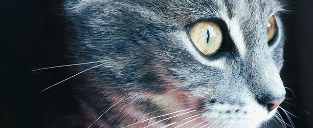 猫的眼睛图片下载