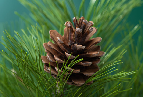 圣诞松果照片图片下载