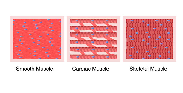 肌肉组织类型——平滑肌、心肌和骨骼肌插图图片下载