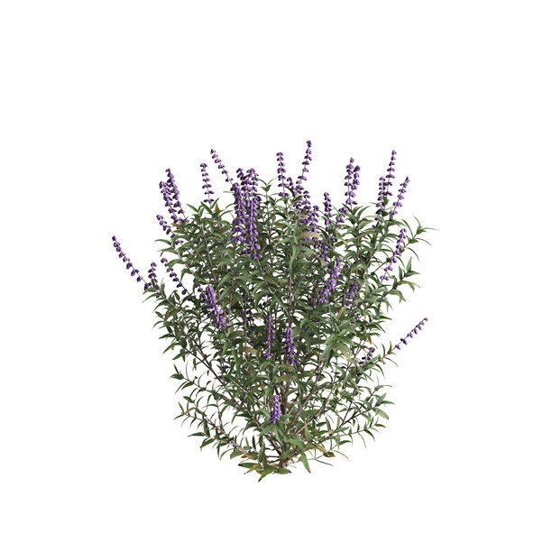 3d插画，白背景上隔离的墨西哥鼠尾草图片下载