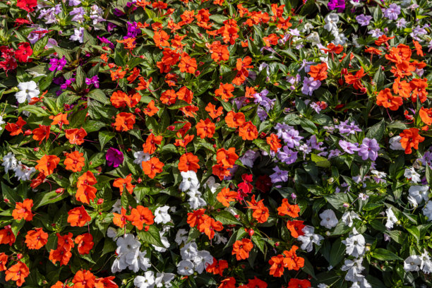 意大利梅纳焦阳光明媚的日子里盛开的凤仙花全景照片图片下载