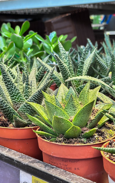 花园商店货架上盆栽绿植多肉植物的特写，展示了自然的纹理、新鲜的叶片和质感，非常适合园艺、室内植物或生态生活方式主题。竖版照片图片下载