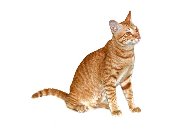 白色背景上可爱的小猫图片，隔离概念。图片下载