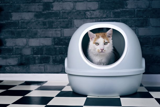 可爱的猫咪坐在自动清洁猫砂盆里，好奇地看着镜头。横幅图片，带复制空间。图片下载