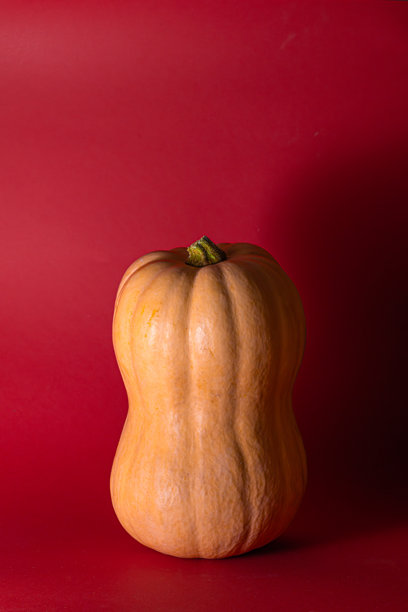单个 butternut 南瓜直立放置在红色背景前。这张影棚照片突出了南瓜的天然纹理和形状，非常适合与健康饮食、秋季丰收、感恩节、万圣节和时令农产品相关的主题。图片下载