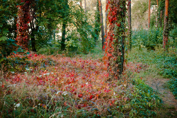 秋天的鲜艳落叶爬上森林的树干。图片展示了一棵覆盖着五彩秋叶的树干，背景是模糊的森林。叶子从绿色过渡到红色。图片下载