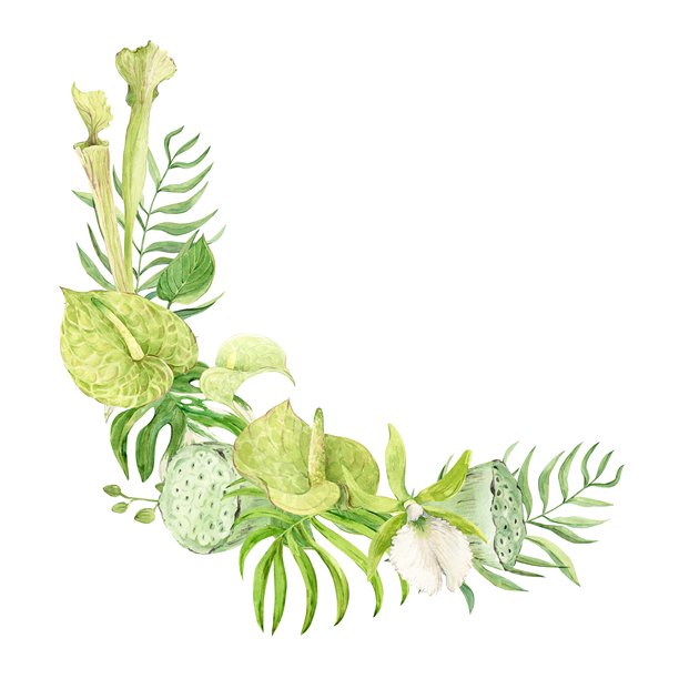 热带花卉花束。热带森林和丛林的异国植物。绿色红掌、龟背竹、椰子棕榈叶、捕蝇草、兰花海滨石斛和莲子。水彩插画图片下载