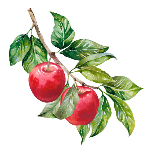 红色的新鲜成熟的苹果挂在树枝上，带着绿叶，手绘水彩插画，孤立在白色背景上。多汁多彩的剪贴画，适用于花园、乡村、丰收、食品、菜单、包装设计。图片下载