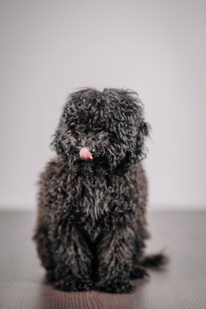 一只卷毛的黑色玩具贵宾犬坐在木地板上，侧身朝向镜头。照片在室内拍摄，背景简洁浅色，突出了狗狗蓬松的毛发。图片下载