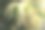 盛开的栗子花特写照片图片下载