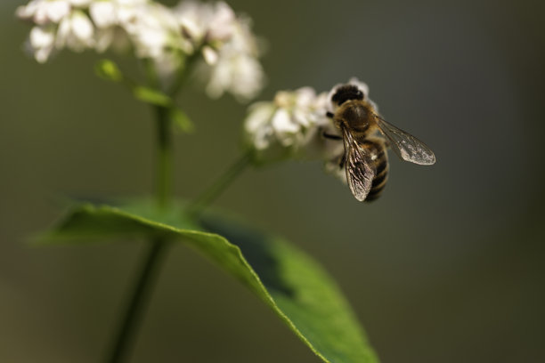 详细的蜜蜂（Apis mellifera）在白色花簇上的宏观特写，在花园或草地上授粉，温暖的日光，浅景深和奶油色散景，自然写实风格的特写照片图片下载
