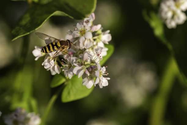 食蚜蝇（Syrphidae）在白色小花上进食的微距特写，展示了其进食行为和翅膀细节，具有奶油色散景的浅景深，自然日光下的授粉照片图片下载