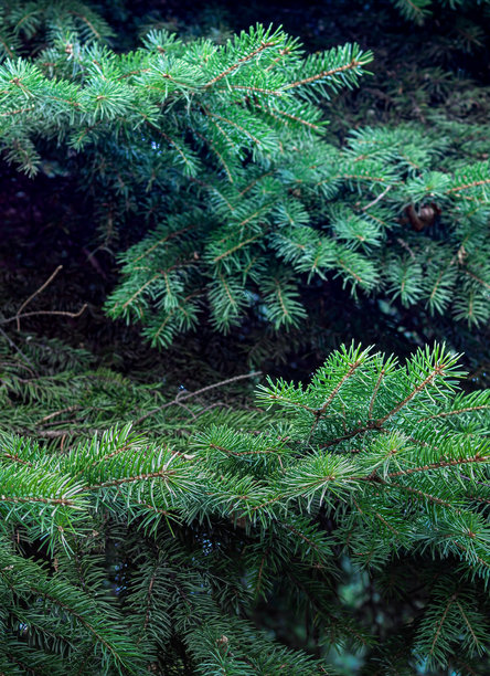带有题词空间的圣诞节照片，此照片可用于圣诞节和新年主题，以及冬季主题图片下载