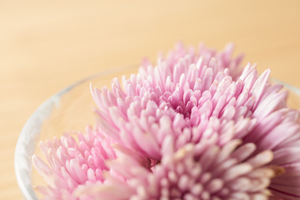 紫色的可食用菊花图片图片下载