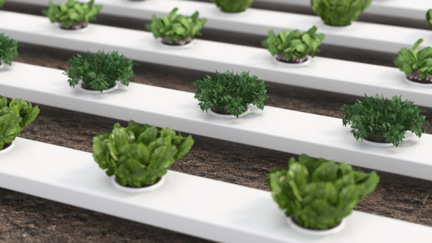 漂浮式花园系统在现代都市农场环境中种植新鲜生菜和香草。3D插画图片下载