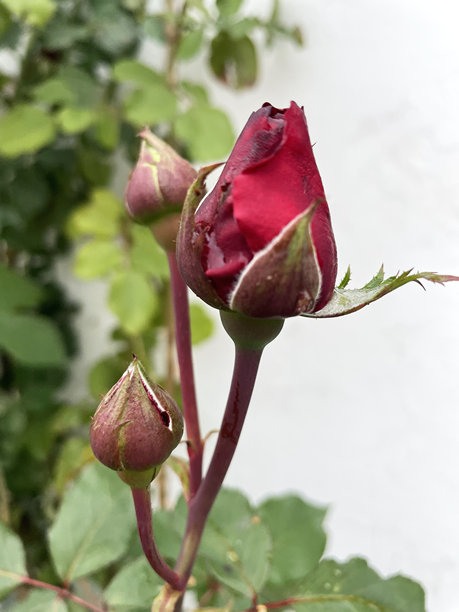 夏日花朵，花瓣纹理丰富，绿叶环绕，清新愉悦的自然照片图片下载