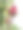 夏日花朵，花瓣纹理丰富，绿叶环绕，清新愉悦的自然照片图片下载