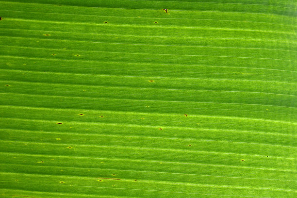 特写：绿色植物叶片，具有平行脉纹和小斑点，用于自然素材图片下载