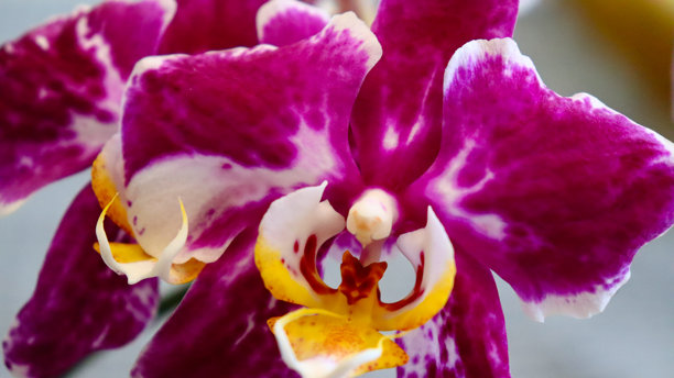 蝴蝶兰。明亮的，美丽的花朵特写。一张照片中有许多兰花。画面展示了多种颜色的盛开的兰花：白色、淡紫色、紫色和黄色。图片下载