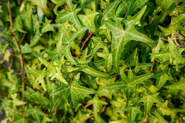 雨后湿润的常春藤叶特写。充满活力的绿色植物带有露珠，适合自然和植物主题。照片图片下载