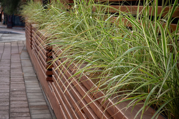 木质花盆里种植的观赏草。人行道旁的绿植，用于城市景观设计。照片图片下载