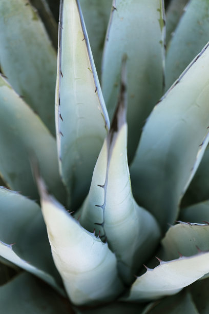 龙舌兰植物的近距离微距照片，亚利桑那州塞多纳图片下载