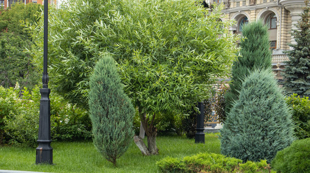 城市建筑前的草坪上的常绿灌木和柳树，景观花园，横向照片图片下载