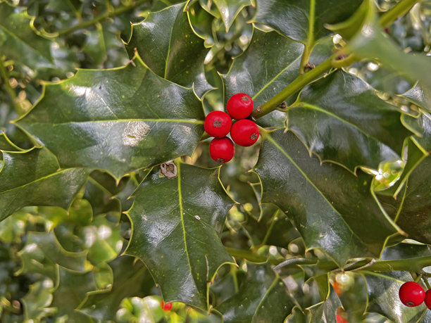 森林灌木丛中的野生浆果。图片下载