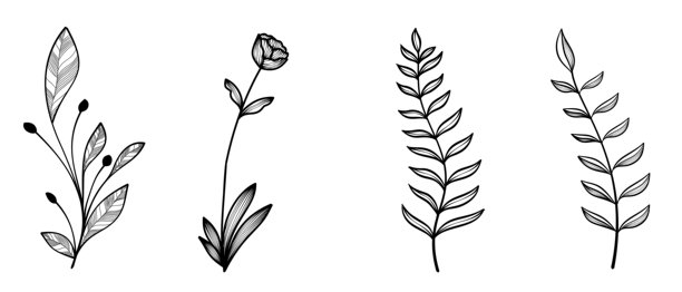 唯美野花极简线条插画。涂鸦植物元素装饰。花枝与极简花朵，适用于壁画、标志或纹身。手绘线条婚礼香草，优雅的叶子。图片下载