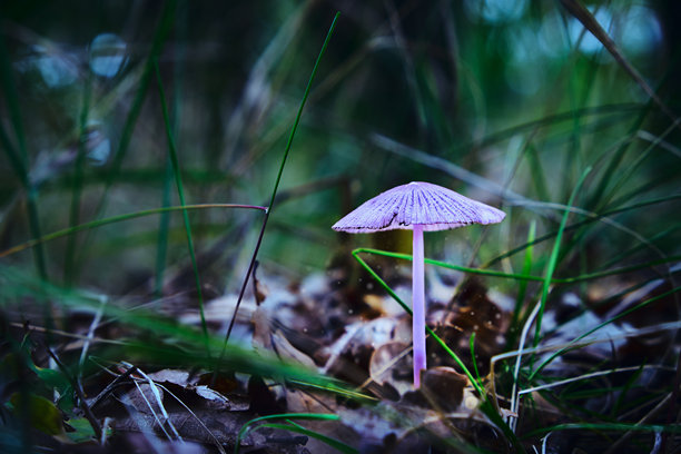 森林里，一丛紫色的蘑菇在草地和落叶中悄然生长，展现着野外林地环境中真菌的精致之美。这张自然风格的微距照片捕捉了这一瞬间。图片下载