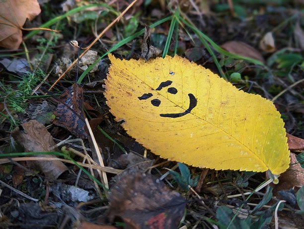 一张特写照片，展示了自然界中一张微笑的黄色秋叶。这张叶子上面画着一个笑脸。图片下载