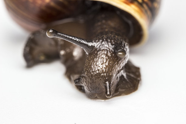 一只蜗牛在白色背景上。一张色彩鲜艳的昆虫微距照片。图片下载