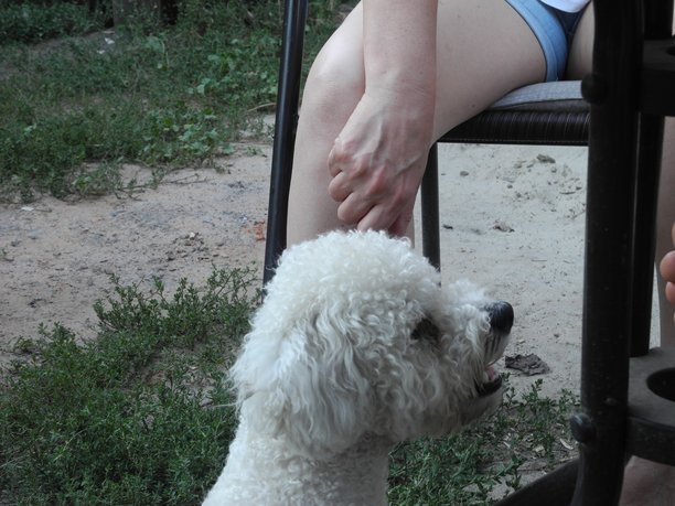 不同年代房屋的庭院里，人们正在度假。照片中还有一只狗和一些物品。图片下载