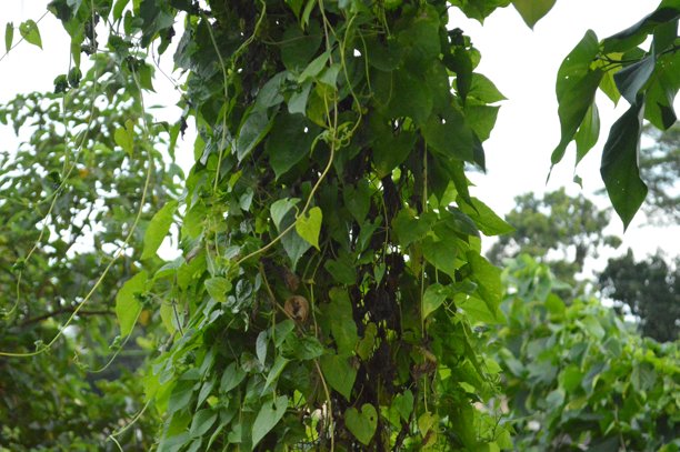 新鲜的绿叶特写照片，展现叶子纹理细节图片下载