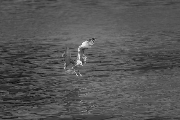 黑白照片：海鸥掠过水面图片下载