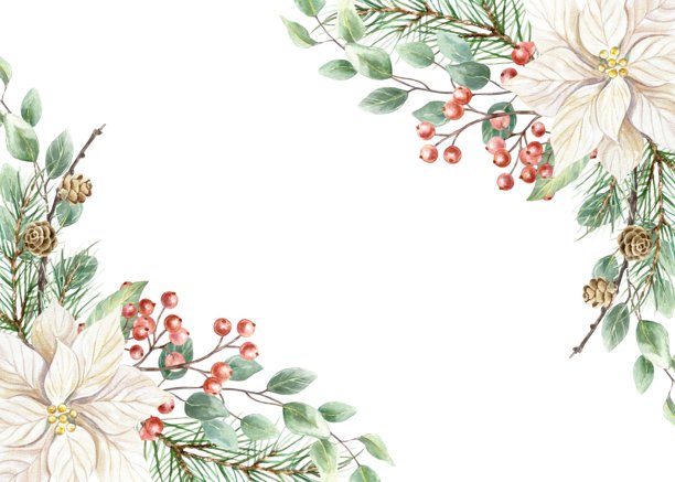 圣诞节画框，饰有杉树枝、白色一品红、红浆果和绿色桉树枝。手绘水彩节日降临插画，孤品呈现。质朴柔和的新年剪贴画。图片下载