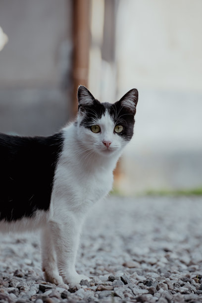 一只黑白相间的家猫站立在碎石上，绿色的眼睛和独特的毛发图案，展现出其俏皮的姿态，照片为竖构图。图片下载