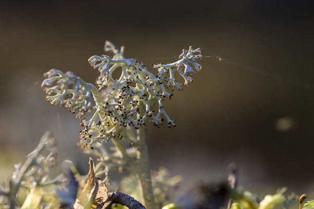 白色苔藓地衣特写，细节照片，屏幕保护程序图片下载