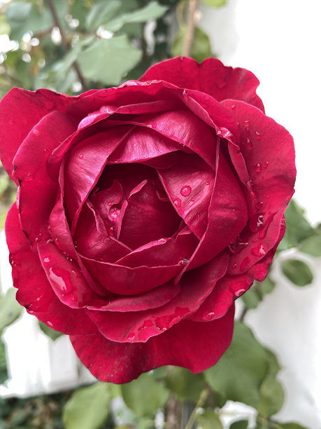 奢华的红玫瑰带雨滴，植物与情感素材图图片下载