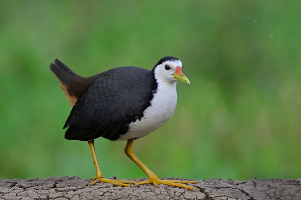 一只白腹水鸡在绿色草地的悬崖上行走，黑白照片，背景为绿色草地，主体为白腹水鸡。图片下载