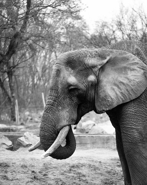 雄伟的大象，黑白照片，长着巨大的象牙图片下载
