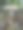 森林里采摘的野生蘑菇。图片下载