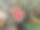森林里采摘的野生蘑菇。图片下载