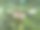 森林里采摘的野生蘑菇。图片下载