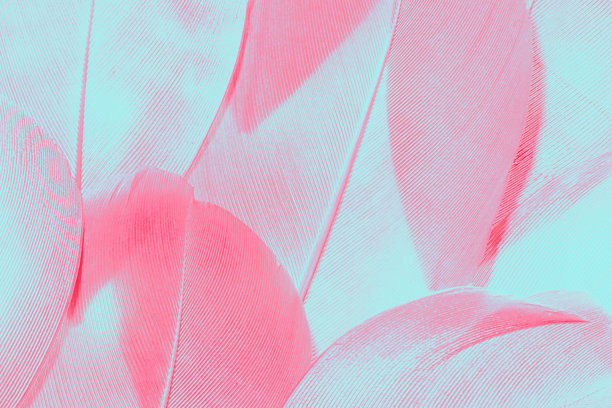 五彩斑斓的鸟羽自然图案，细腻的自然纹理，蓬松的粉色和青色羽毛特写。抽象的羽毛微距照片。饱和的色彩，富有表现力的结构。图片下载