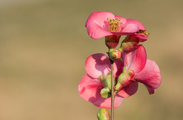 各种园林观赏花卉照片图片下载