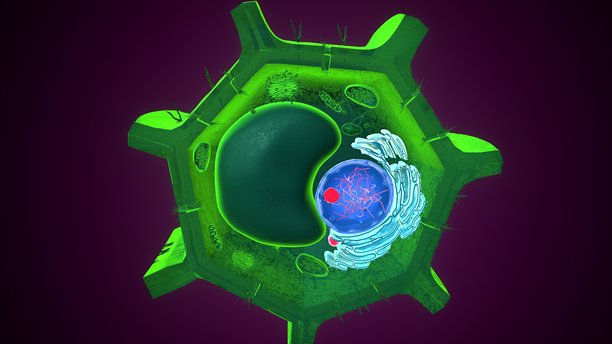 植物细胞核解剖图。三维插画图片下载