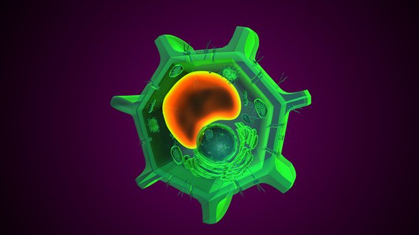 植物液泡解剖结构。三维插画图片下载