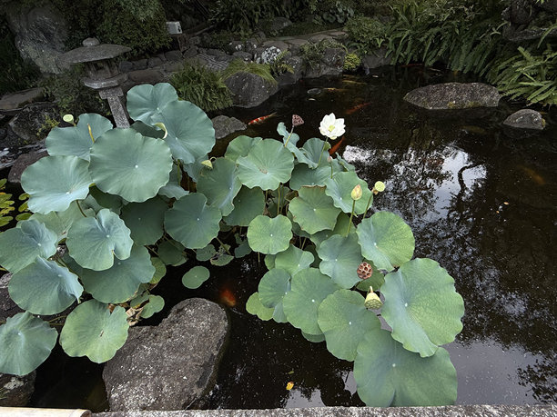 池塘边的荷花。水生植物概念。手工拍摄的照片，焦点清晰，阳光明媚，非AI生成。图片下载