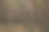 茂密的云杉林，林间小道穿梭于成排的松树之间，置身于幽深的森林之中。深色森林景观，光线柔和，色调以大地色系为主。野生动物，神秘的秋季森林图片下载
